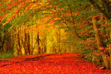 Autumn Wallpapers High Quality