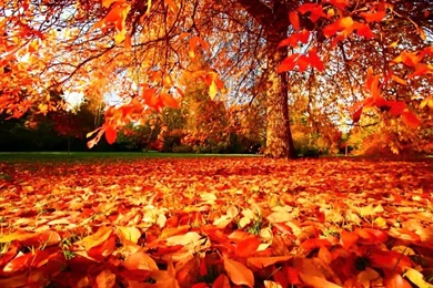 Autumn Wallpapers   Autumn Wallpapers (35867786)   Fanpop