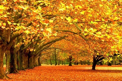 Autumn nature wallpaper desktop desktop wallpaper autumn nature autumn wallpaper for computer 1680 by 1050 .jpg