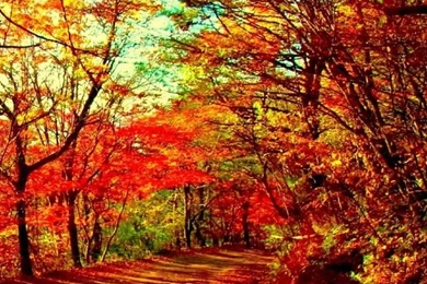 Autumn Forest HD Desktop Wallpapers : Fullscreen : Mobile : Dual ...