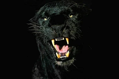 1024x768px Black Jaguar Animal Strength