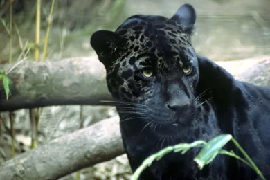 Jaguar Pictures Wild Jaguar Predator Animal Pictures