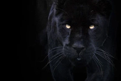 Black Jaguar Hunting   Photo 25 Of 311