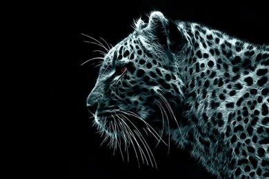 Jaguar Cat Black Blue Bispy Agressive Wallpapers
