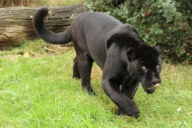 Hungry Black Jaguar Wallpapers   Animal Wallpapers