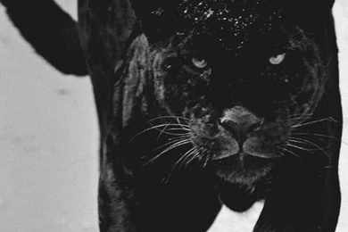 BLACK PANTHERS On Pinterest