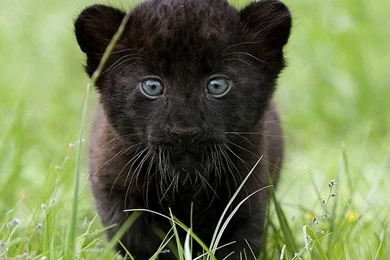 Baby Black Jaguar   Wallpaper.