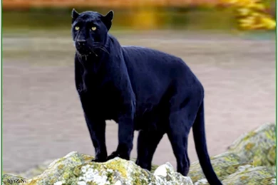 BLACK JAGUAR WALLPAPER   (