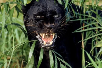 Desktop Wallpapers · Gallery · Animals · Black Panther A Melanistic ...