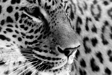 Jaguar Black White   Wallpapers