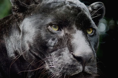 Black Jaguar Wallpapers HD Download