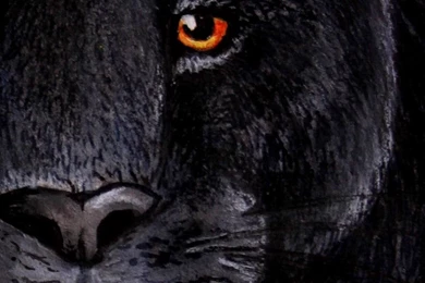 Black Jaguar Eyes By NaturePunk On DeviantArt