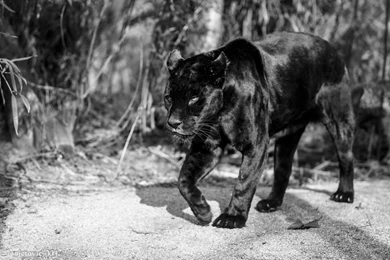 Jaguar Panther Wild Cat Predator Walk Hd Wallpapers