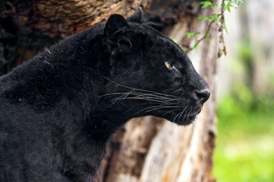Cats: Panther Animal Black Jaguar Animale HD Backgrounds For HD 16 ...