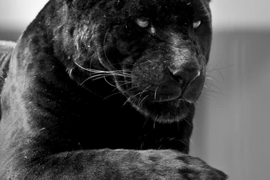 Black Jaguar 001 By Constant Wegman On DeviantArt