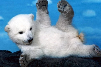 Baby Polar Bear Wallpapers