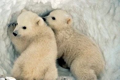 Polar Bear Wallpapers