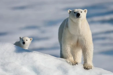 Polar Bear And Baby HD Desktop Wallpapers : High Definition ...