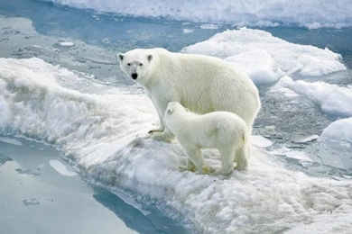 Mother And Baby Polar Bear 1152x864 Wallpapers,Polar Bear 1152x864 ...