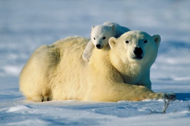 Polar Bear Wallpapers, Download Arctic Polar Bears HD Wallpapers Free