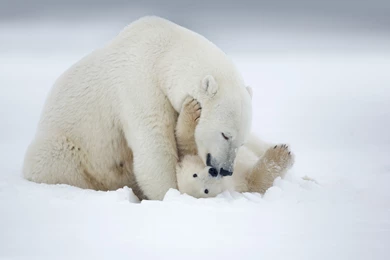 Animal Baby Winter Snow Polar Bear Wallpapers