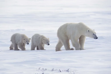 High Resolution Arctic Animal Polar Bear And Babies Wallpapers HD ...