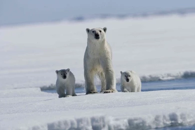 Download Wallpapers 1280x1024 Arctic Tale, Polar Bear, Bears, Baby ...