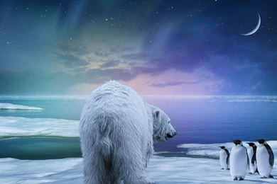 Full HD 1080p Polar Bear Wallpapers HD, Desktop Backgrounds 1920x1080
