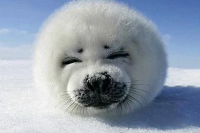 Gallery For   Baby Harp Seal Wallpapers