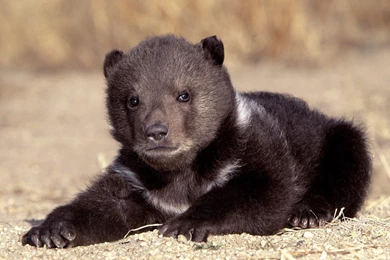Baby Bear   Animals Name