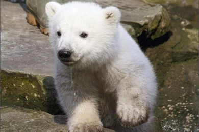 Hd Wallon: July 2002