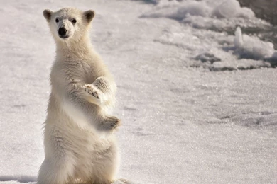 Polar Bear Standing Imagesmaiconlorenzeti