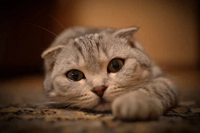 Cute Cat Wallpapers Desktop Picture