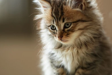 Cute fluffy cat   Cute Cat Wallpapers