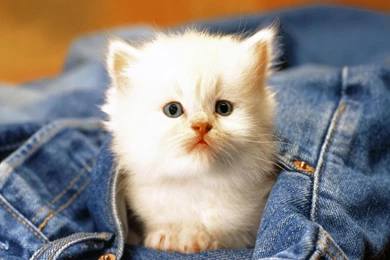 Download Cute Cat Baby In Hd And Widescreen Resolutions Wallpapers ...