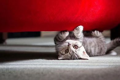 Kitten Hd Wallpapers Page 0