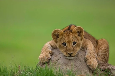 Lion cub pics wallpaper.jpg