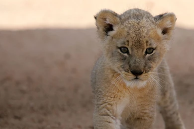 Cute lion cub.jpg