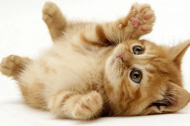 Gallery For   Cute Cats Wallpapers