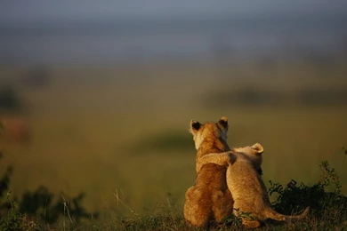 Lion Cub Cute Wallpapers HD High Resolution Free Download