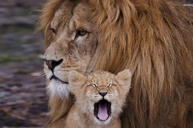 Images Of Lion Cubs   HD Wallpapers Lovely