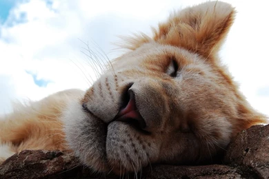 Download Wallpapers 1920x1080 Lion Cub, Dream, Face, Nose Full HD ...