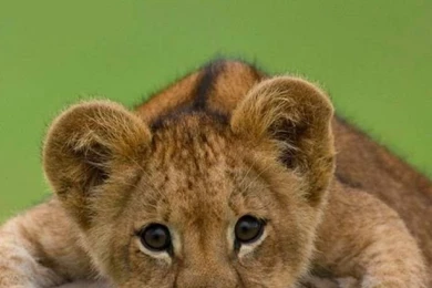 Download Wallpapers 750x1334 Lion, Cub, Stone, Lying iPhone 6 HD ...
