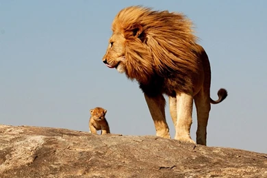 1280x1024 Male Lion With Cub Wallpapers