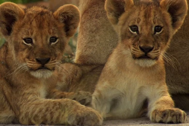 Images Of Lion Cubs   HD Wallpapers Lovely