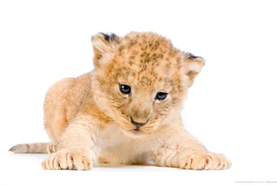 Desktop Hd Picture Of A Baby Lion Cub 3d Hd Pictures.