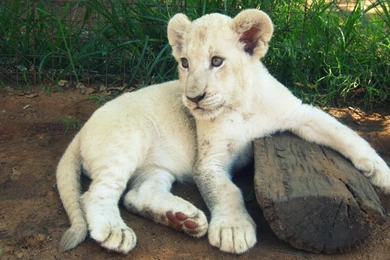 White lion cub pictures wallpaper.jpg