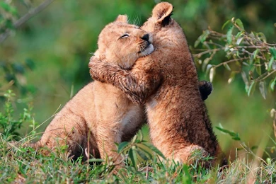 Mountain Lion wallpapers