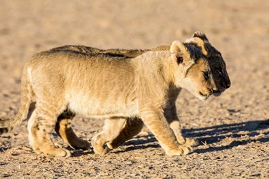 Lion Cubs Wallpapers   Animal Wallpapers