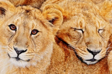 Download 1600x900 Cute Lion Cubs Wallpapers